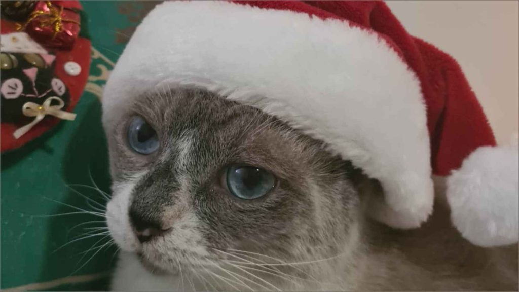 imagem destacada e natal e o projeto guguzinho precisa da sua participacao