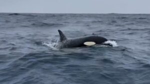 Um grupo de 5 a 6 baleias orcas, incluindo um filhote recém-nascido, foram vistas nadando na região. De acordo com o especialista, os mamíferos estavam interagindo com o barco e aparentavam estar caçando.